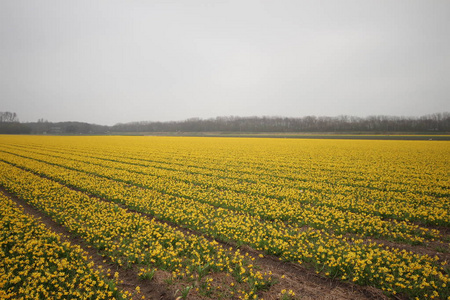 利瑟地区的水仙花在库肯霍夫附近, 在荷兰春季的五彩缤纷的田野上闻名。