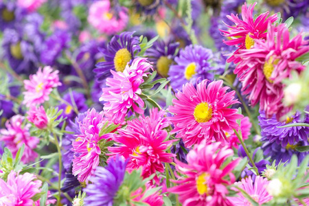 夏季柔和的聚焦盛开的五颜六色的花朵