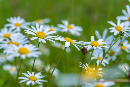 日光场上的菊花花