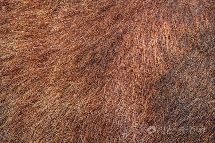纹理的熊毛皮