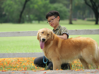 亚洲男孩玩小狗金 retreiver 公园