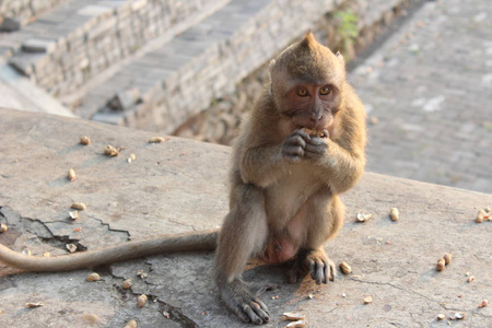猴子螺母猴子吃坚果, 猴子吃花生从访客, 印度尼西亚照片