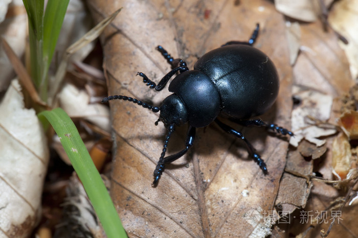 大黑虫叶上macroshooting