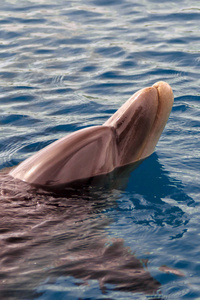 永宽海豚在红海附近的海滩上, 浅水