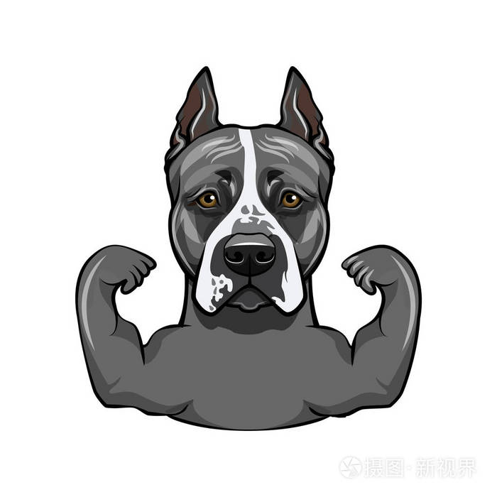 斯塔福德郡猎犬狗.肌肉.强健的狗.斯塔福德郡猎犬养殖.向量