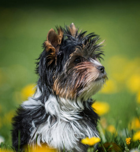 可爱的 Biewer 约克郡猎犬小狗在草地上奔跑蒲公英