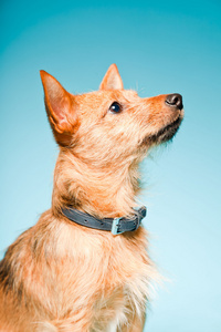 小布朗混合室画像犬与深褐色的眼睛被隔绝在淡蓝色背景