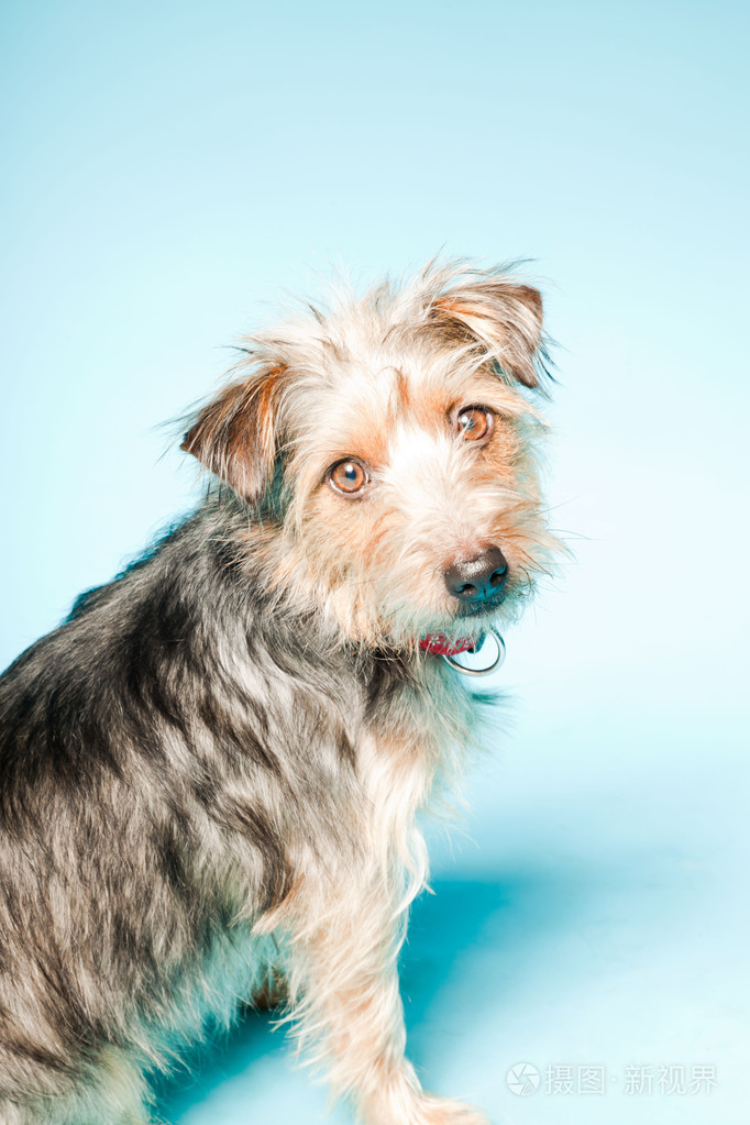 浅蓝色背景上孤立的可爱约克夏犬室画像照片 正版商用图片04s6rl 摄图新视界