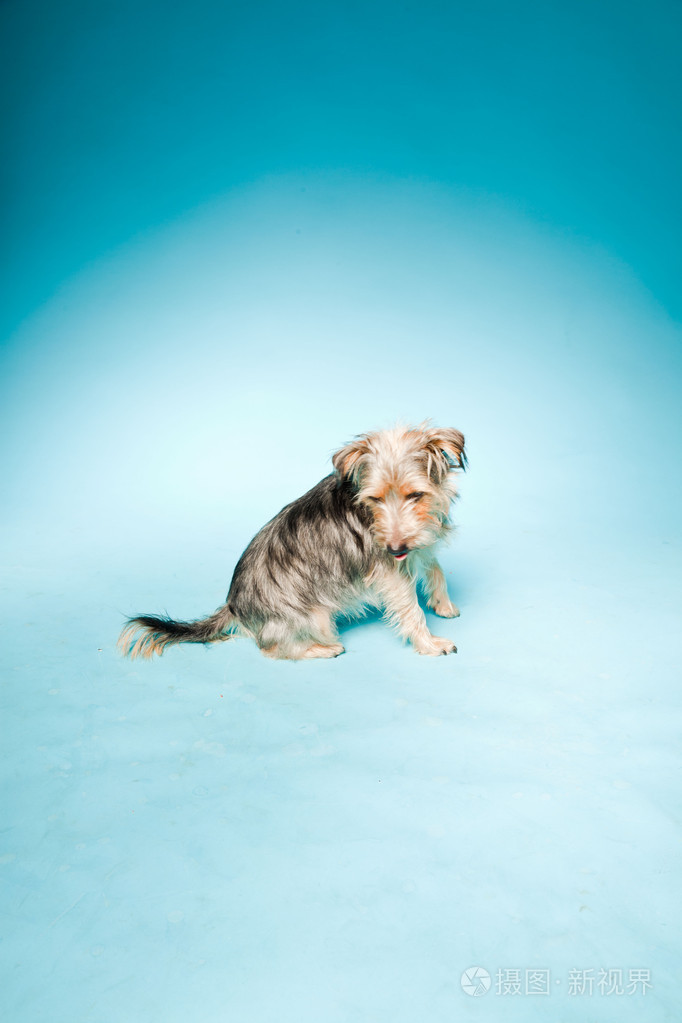 浅蓝色背景上孤立的可爱约克夏犬室画像照片 正版商用图片04s6tl 摄图新视界