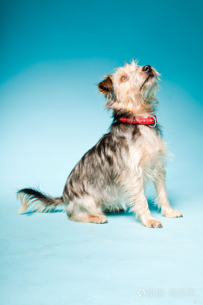 浅蓝色背景上孤立的可爱约克夏犬室画像照片 正版商用图片04s6v3 摄图新视界