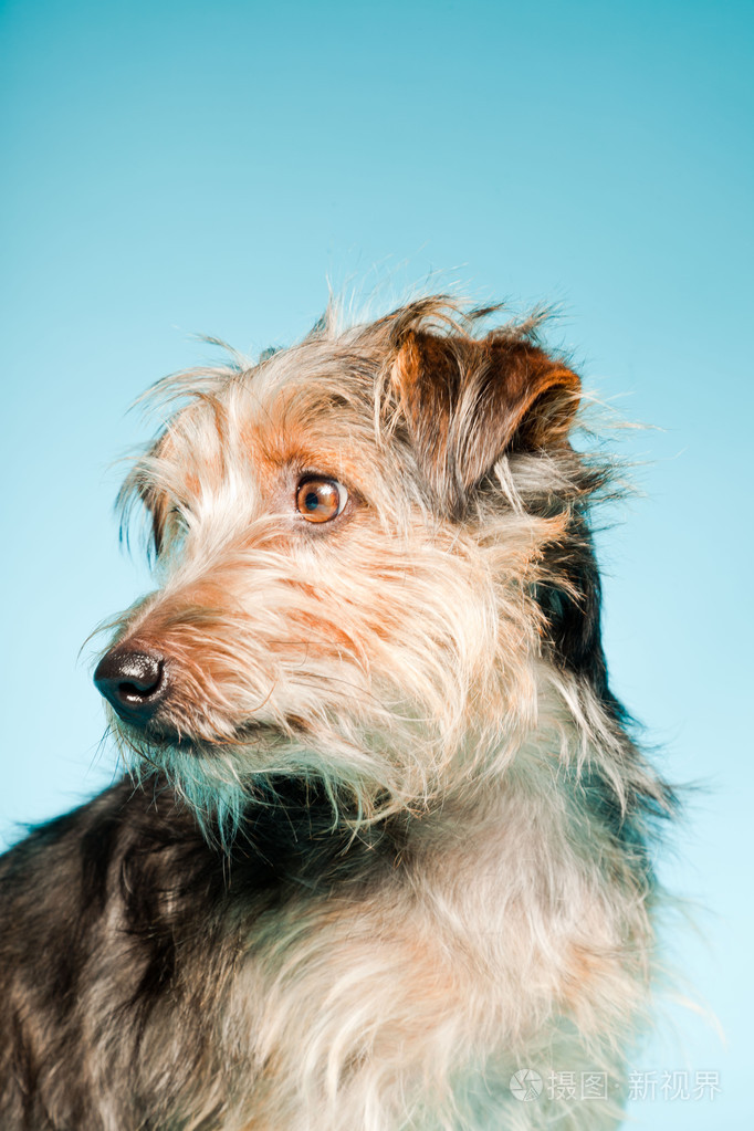 浅蓝色背景上孤立的可爱约克夏犬室画像照片 正版商用图片04s6x5 摄图新视界