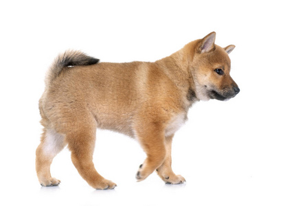 在白色背景前的小狗 shiba inu