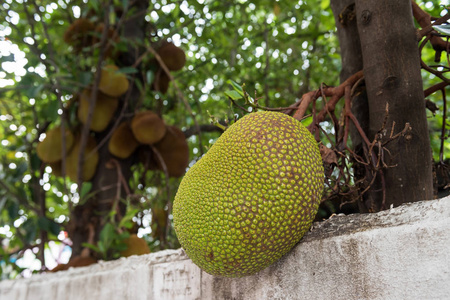 年轻的 Jackfruits 在树上的白色栅栏附近。泰国热带农场农业