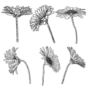 植物线条插画图片