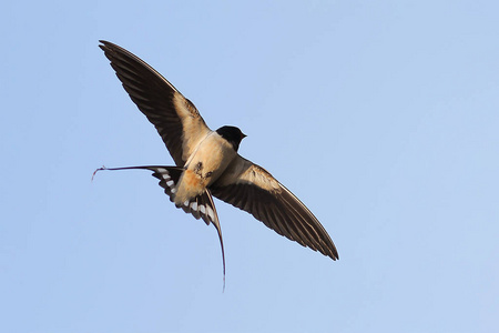 谷仓燕子 (家燕 rustica) 张开翅膀, 在蓝天上飞翔照片
