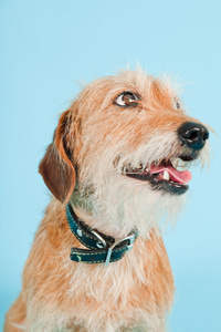 狗被隔绝在淡蓝色背景的小棕混的种犬。工作室拍摄