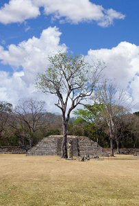 与玛雅遗址棵孤独的树图片