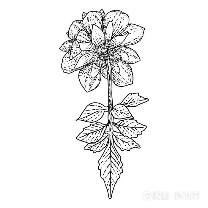 植物学插图.设计元素的黑白相间.