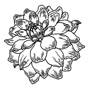 大丽花花。植物黑色和白色墨水复古插图。夏季设计元素。相关物种包括菊花菊花和百日草。花头。向量
