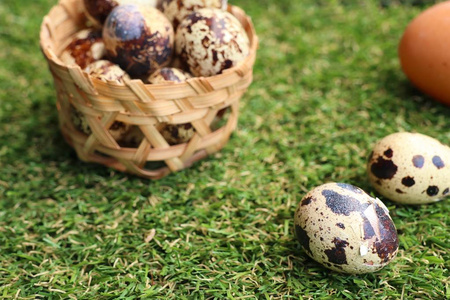 人工草地上的鹌鹑蛋