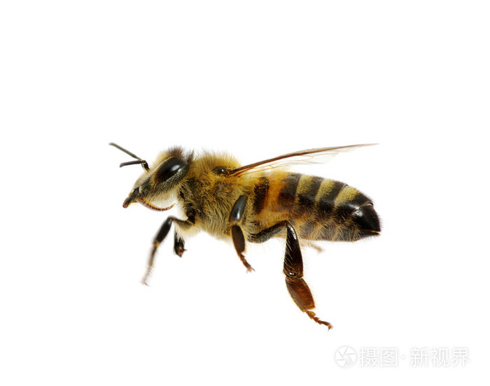 在白色的蜜蜂