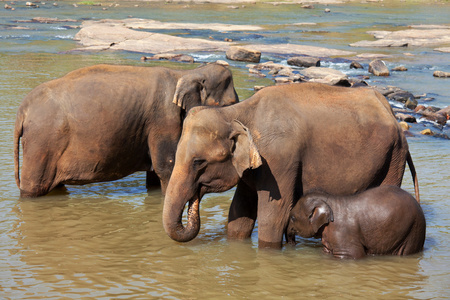 关于斯里兰卡的大象