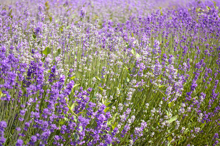 加拿大安大略省王子爱德华国家照片
