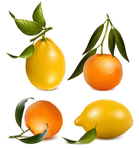 矢量橘子和柠檬叶