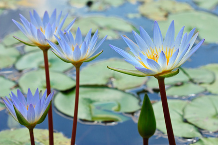 蓝荷花蓝莲02 lotus照片