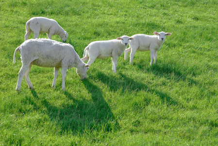 在阳光明媚的日子里, 羊和羔羊在绿色的草地上放牧.照片