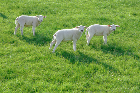 在春天的羔羊图片