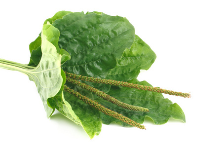 车前子主要图片