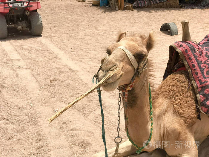 的骆驼与一个鼻子的驼峰一个吃植物稻草食物坐在埃及沙漠中炎热的黄沙