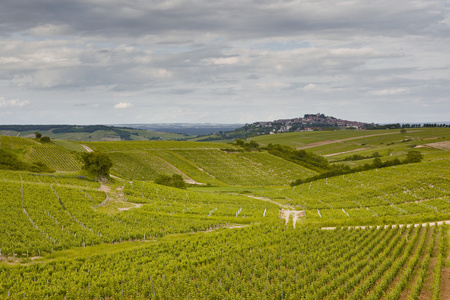 sancerre 葡萄园