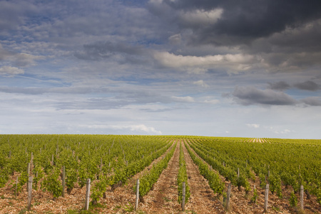 sancerre 葡萄园