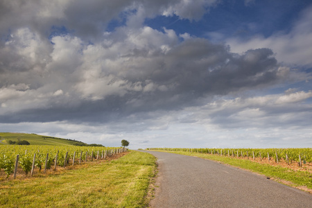 sancerre 葡萄园