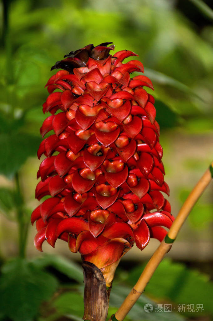 tapinoch蜡姜厂盛开在一个绿色的房子当地的马来印度尼西亚和澳大利亚