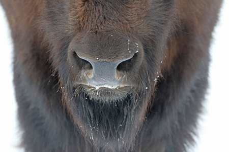 awood 野牛 野牛野牛 athabascae 在雪地里的鼻孔