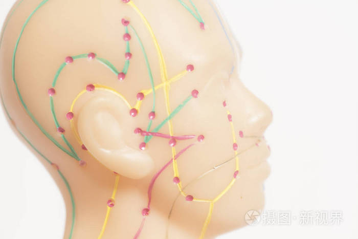 白色背景上分离出的人体头部医学针灸模型