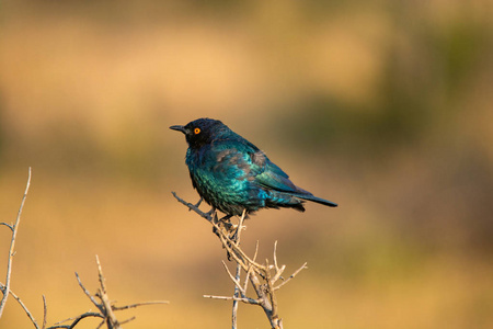 更大的动物八哥, 更大的蓝耳有光泽的八哥, lamprotornis chalybaeus