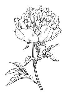 牡丹花黑白牡丹花, 轮廓黑白矢量插图照片