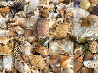 各种海洋和海洋贝壳类图像集