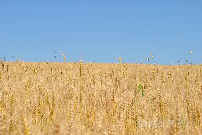 金小麦峰值在蓝蓝的天空下