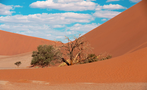 沙丘45在索苏维来, 纳米比亚沙漠与死的相思树。纳米比亚荒野