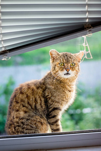 棕色条纹的猫坐在窗台上, 想进入房间。窗口与百叶窗。广告百叶窗