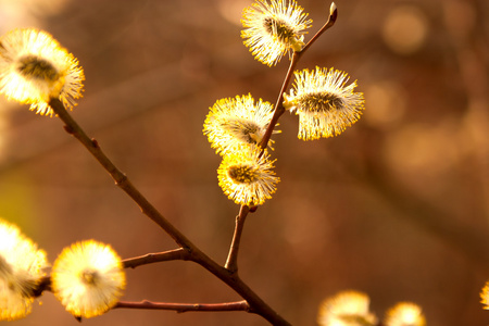 在阳光下柳 catkins