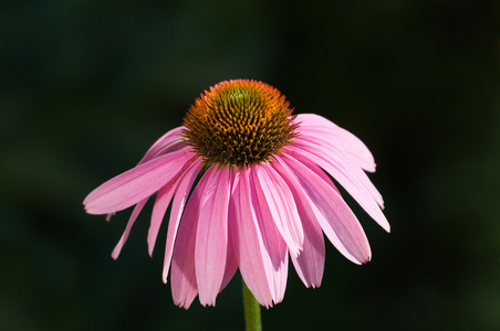 花紫锥菊