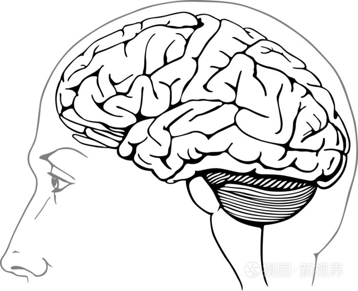 人类的大脑插画-正版商用图片04sqrs-摄图新视界