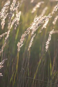 在阳光下的干燥草原草