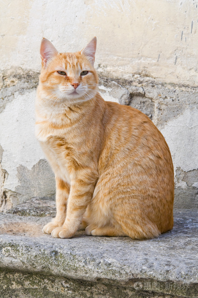 在楼梯台阶上橙色虎斑猫